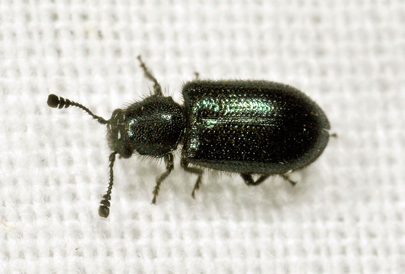 Cleridae: Necrobia violacea